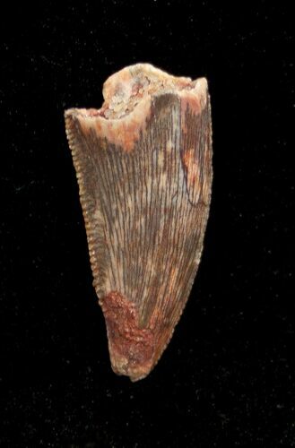 Dromaeosaur/Raptor Tooth From Morocco #1340